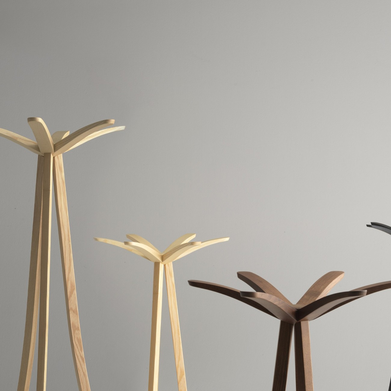 ALBEDO DAISY COATRACK